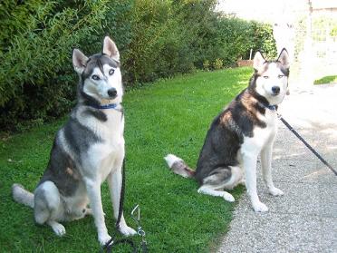 Artos (links) und Lenny (rechts)